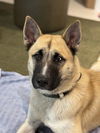 adoptable Dog in  named COURTESY POST: Hachiko
