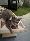 COURTESY POST: Big Tiger & Luna - Photo 1