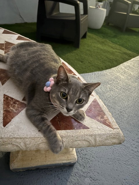 COURTESY POST: BIG TIGER & LUNA - Domestic Short Hair available for adoption