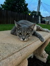 COURTESY POST: Big Tiger & Luna - Photo 2