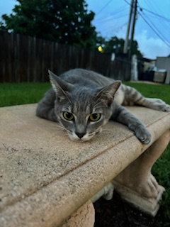 COURTESY POST: BIG TIGER & LUNA - Domestic Short Hair available for adoption