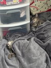 COURTESY POST: Big Tiger & Luna - Photo 3