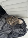 COURTESY POST: Big Tiger & Luna - Photo 4