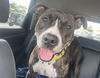 adoptable Dog in  named COURTESY POST: Matrix