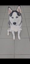 adoptable Dog in  named COURTESY POST: Pegasus
