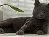 adoptable Cat in  named COURTESY POST: Blue