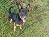 adoptable Dog in  named COURTESY POST: Vita