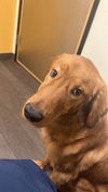 adoptable Dog in  named COURTESY POST: Enso