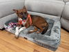 adoptable Dog in  named COURTESY POST: Rosie