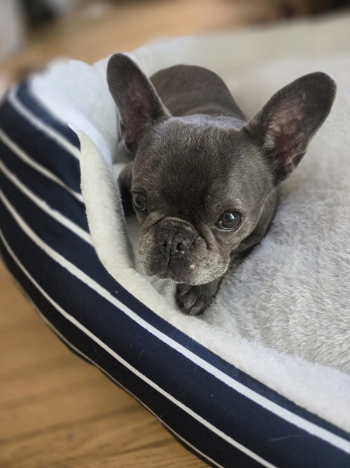 COURTESY POST: LAILA - French Bulldog available for adoption