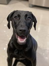 adoptable Dog in  named COURTESY POST: Sandy