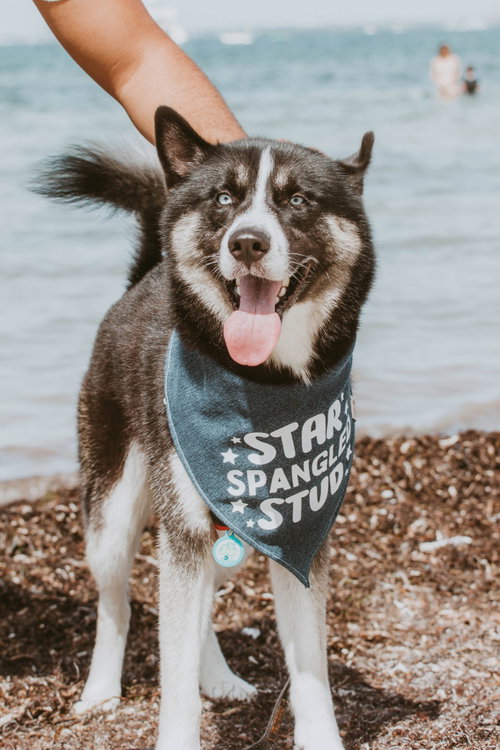 COURTESY POST: Zuko, an adoptable Siberian Husky in Miami, FL