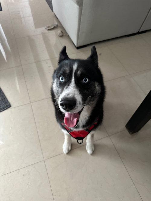 COURTESY POST: ZUKO - Siberian Husky available for adoption