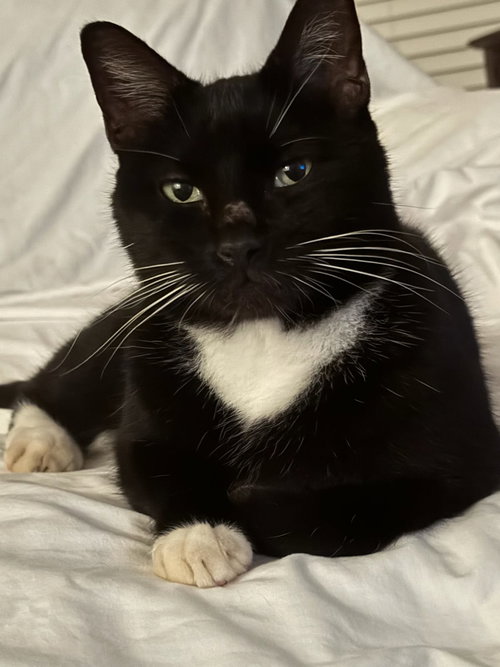 COURTESY POST: OREO - Domestic Short Hair available for adoption