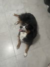 adoptable Dog in  named COURTESY POST: Hope