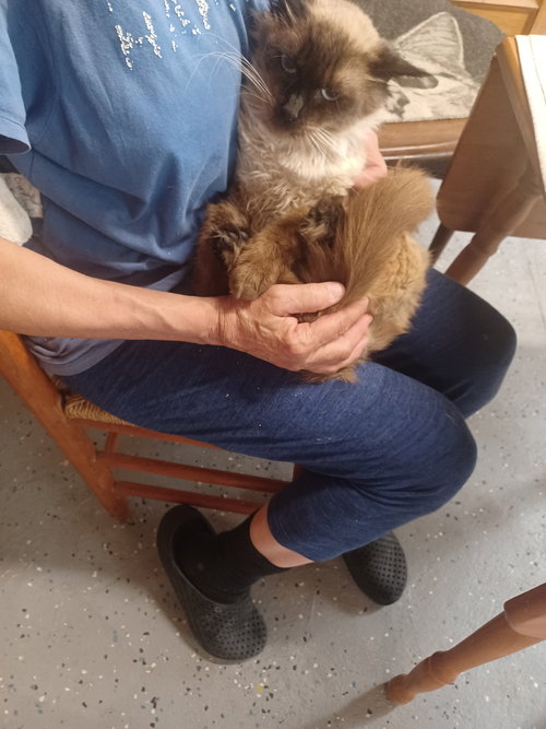 COURTESY POST: HAMILTON - Himalayan available for adoption