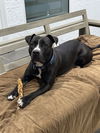 adoptable Dog in  named COURTESY POST: Rocky