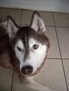 adoptable Dog in  named COURTESY POST: Sasuke