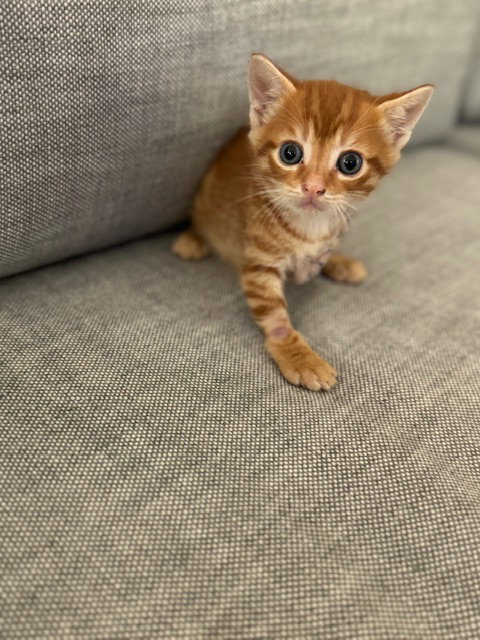 COURTESY POST: MAX - Domestic Short Hair / Tabby available for adoption