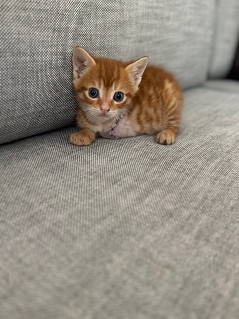 COURTESY POST: MAX - Domestic Short Hair / Tabby available for adoption