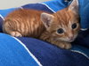 COURTESY POST: Max - Photo 3