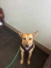 adoptable Dog in  named COURTESY POST: Luna