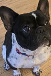 adoptable Dog in  named COURTESY POST: Cupid