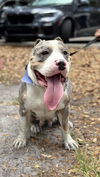adoptable Dog in  named COURTESY POST: Lilly
