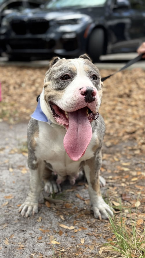 COURTESY POST: LILLY - American Bulldog available for adoption