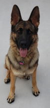 adoptable Dog in  named COURTESY POST: Kyara