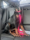 adoptable Dog in  named COURTESY POST: Hershey