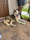 adoptable Dog in  named COURTESY POST: Husky