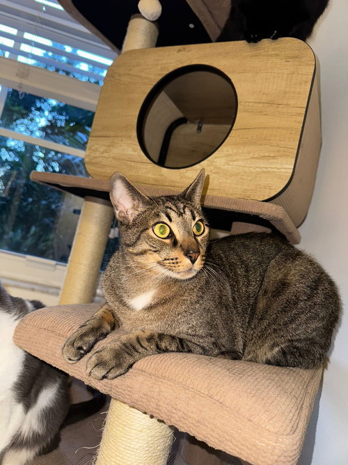 COURTESY POST: MAKY - Domestic Short Hair available for adoption