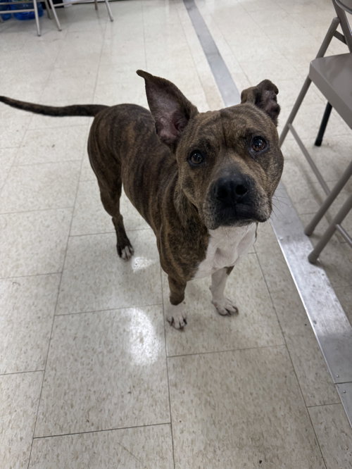 COURTESY POST: PERRIE - Terrier available for adoption