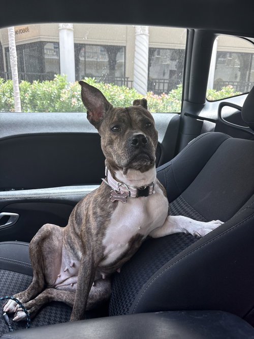 COURTESY POST: PERRIE - Terrier available for adoption