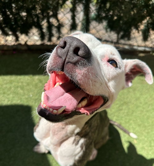 COURTESY POST: DALLAS - American Bulldog available for adoption