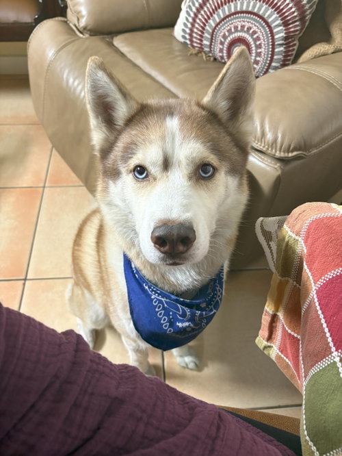 COURTESY POST: ROCKY - Husky available for adoption