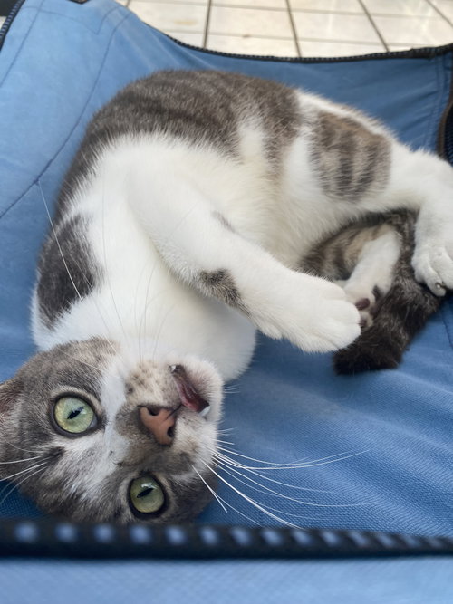 COURTESY POST: HOLLY - Domestic Short Hair available for adoption