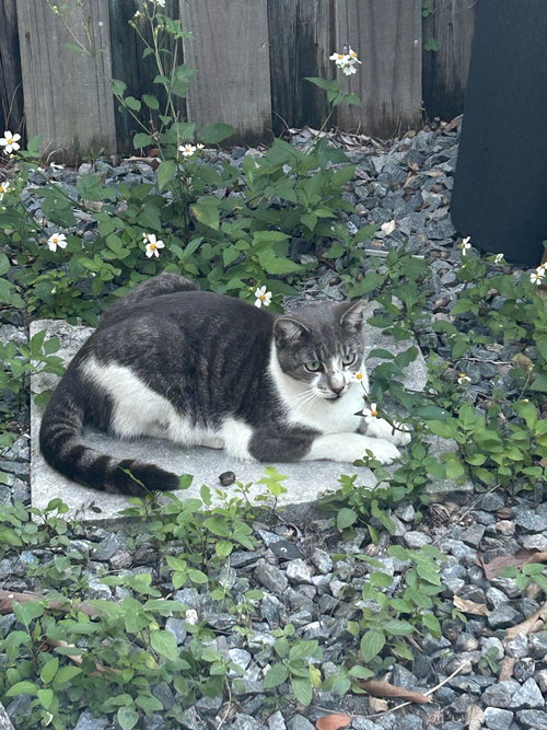 COURTESY POST: HOLLY - Domestic Short Hair available for adoption