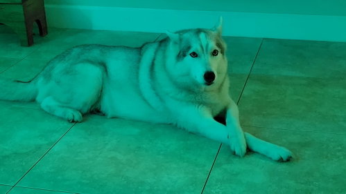 COURTESY POST: WINTER - Siberian Husky available for adoption