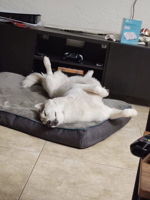 COURTESY POST: WINTER - Siberian Husky available for adoption