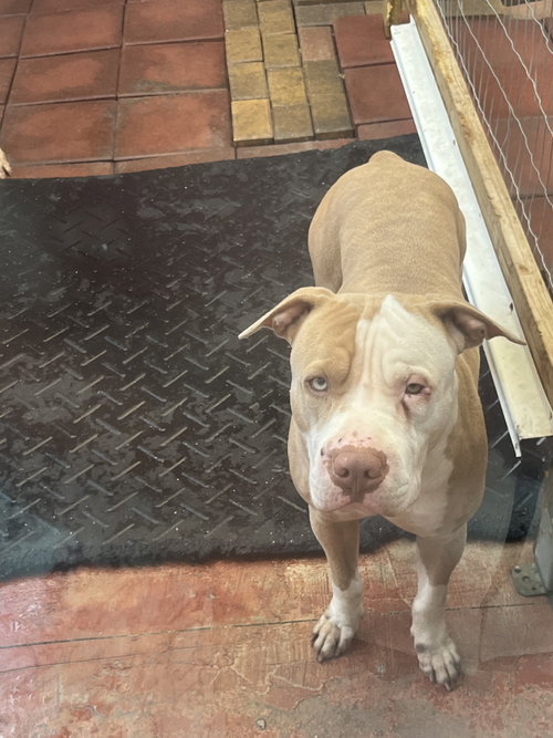 COURTESY POST: MIRAMAR - Pit Bull Terrier / Chinese Shar-Pei available for adoption