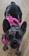 adoptable Dog in  named COURTESY POST: Lulu