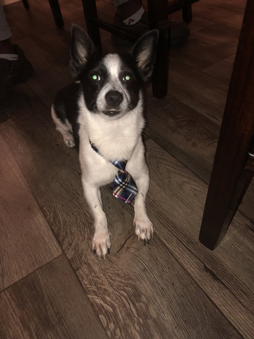 COURTESY POST: ROSCOE - Jack Russell Terrier available for adoption