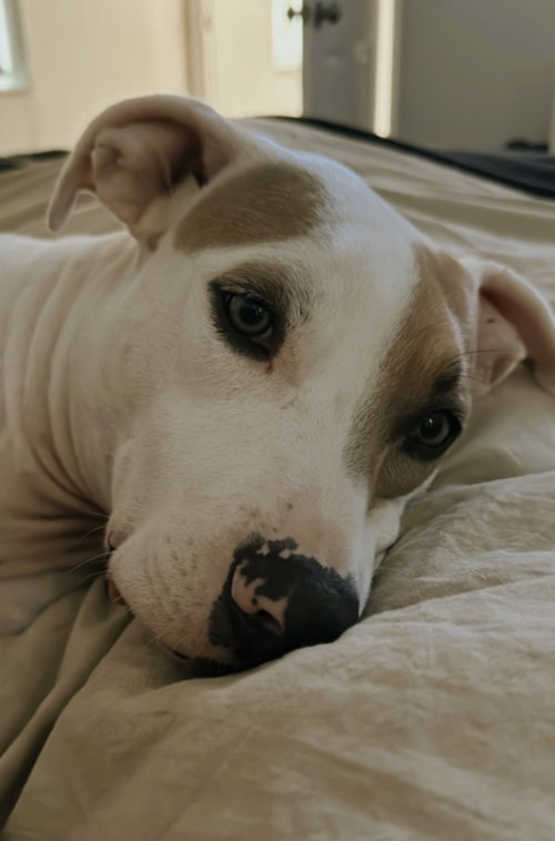 COURTESY POST: MOE - Pointer / Terrier available for adoption