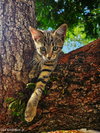 COURTESY POST: Stripes & Snowflakes - Photo 1