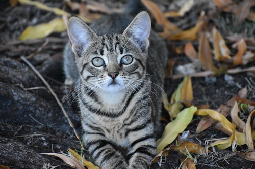 COURTESY POST: STRIPES & SNOWFLAKES - Domestic Short Hair available for adoption