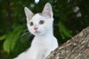 COURTESY POST: Stripes & Snowflakes - Photo 4