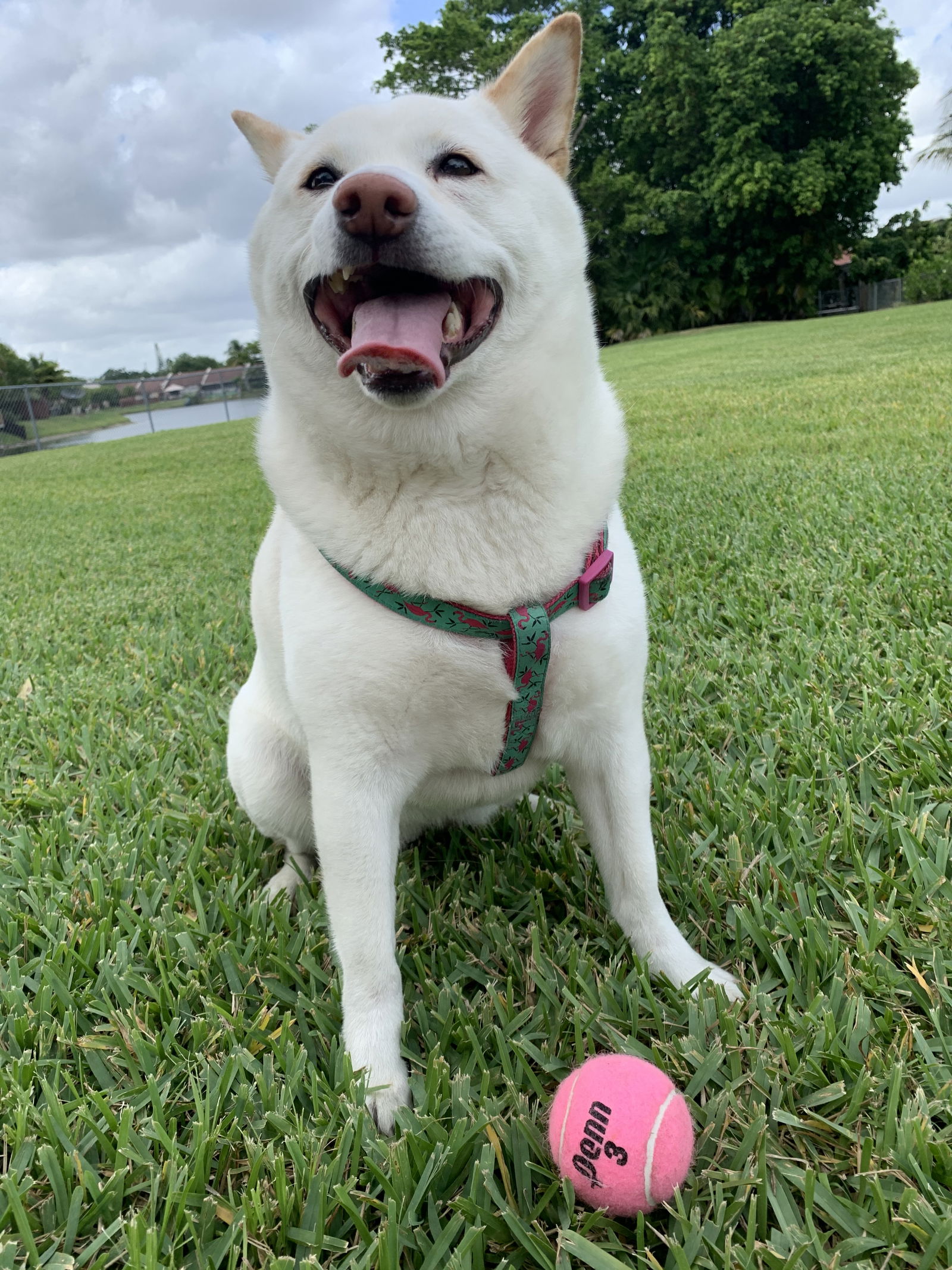adoptable Dog in Miami, FL named COURTESY POST: Suki