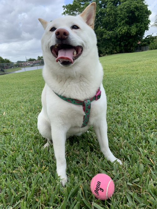 COURTESY POST: SUKI - Shiba Inu available for adoption